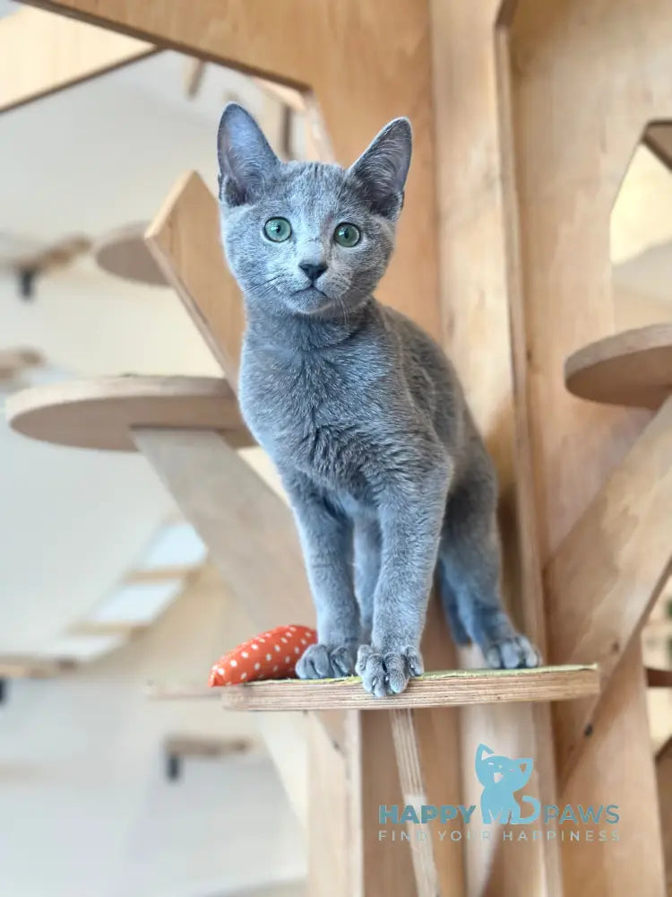 Cion Russian Blue male blue live animals
