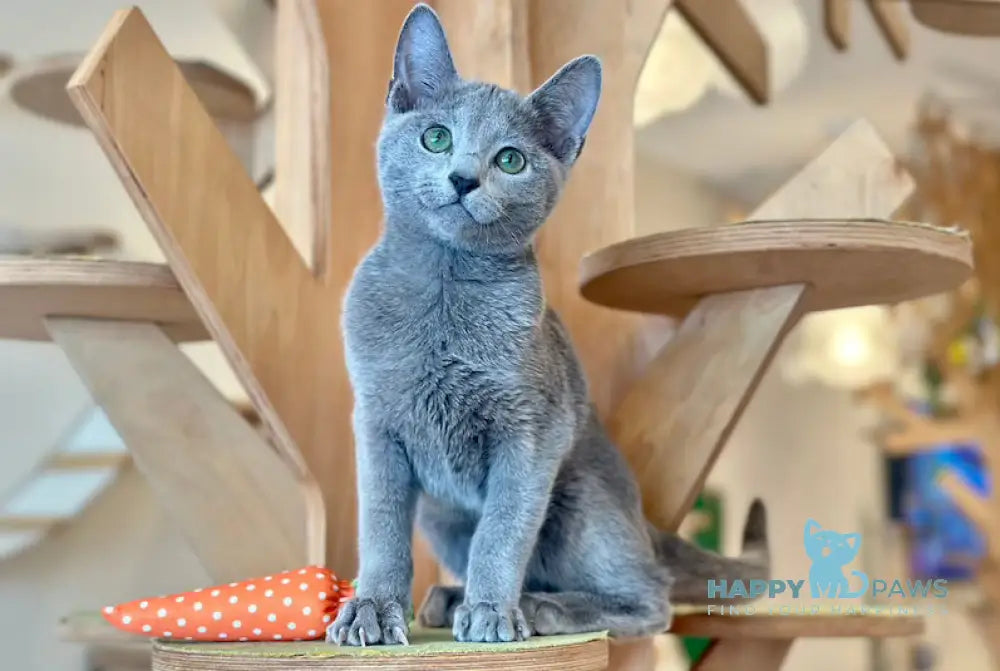 Cion Russian Blue male blue live animals
