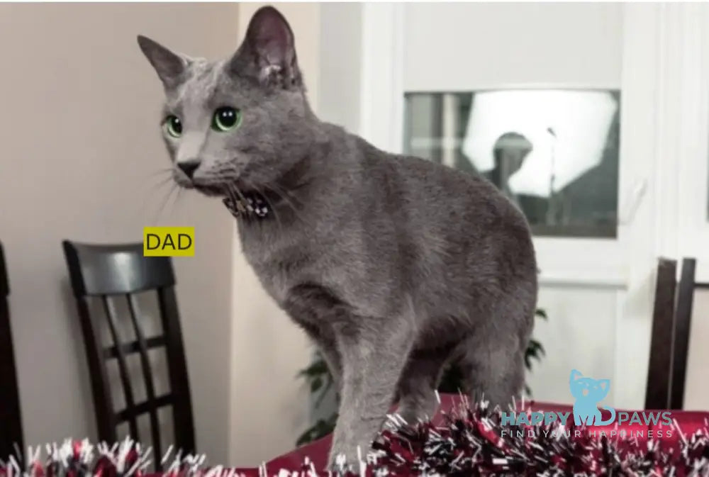 Cion Russian Blue male blue live animals