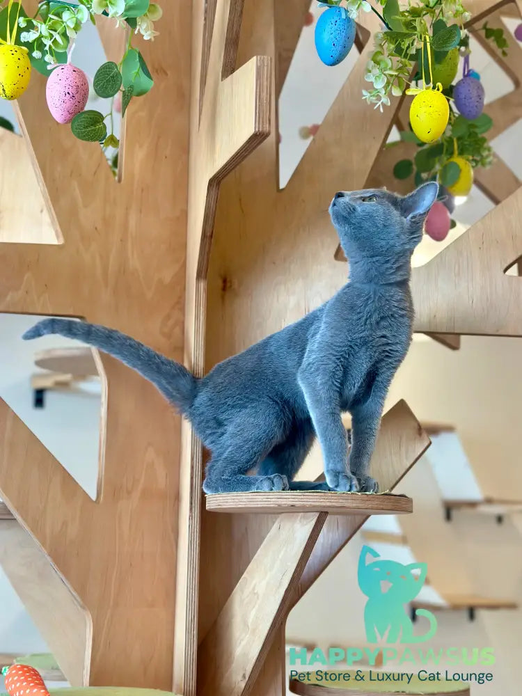Cion Russian Blue male blue live animals
