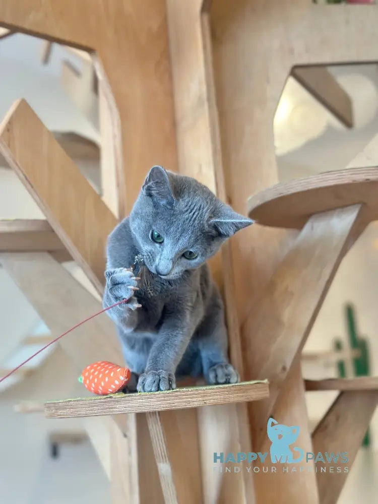 Cion Russian Blue male blue live animals