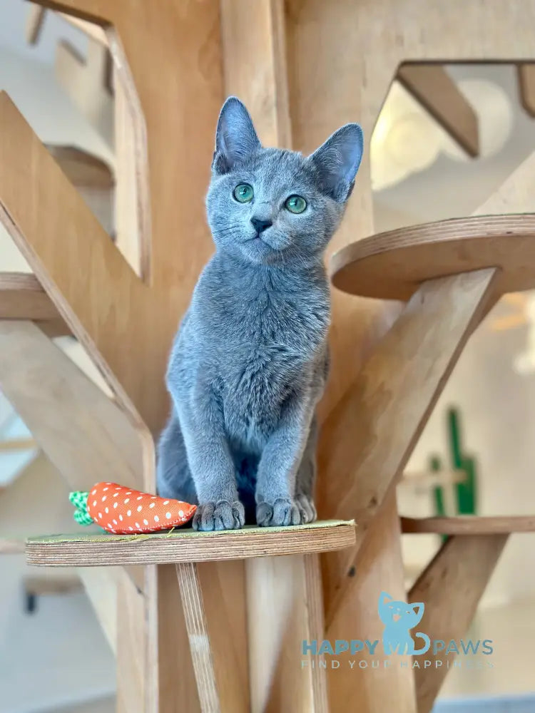 Cion Russian Blue male blue live animals