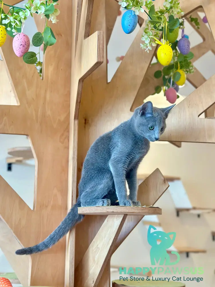 Cion Russian Blue male blue live animals