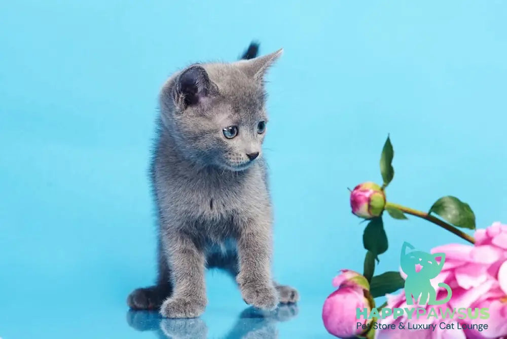 Cion Russian Blue male blue live animals