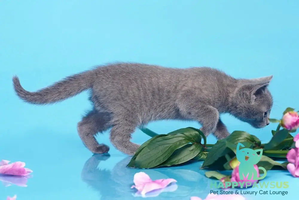 Cion Russian Blue male blue live animals