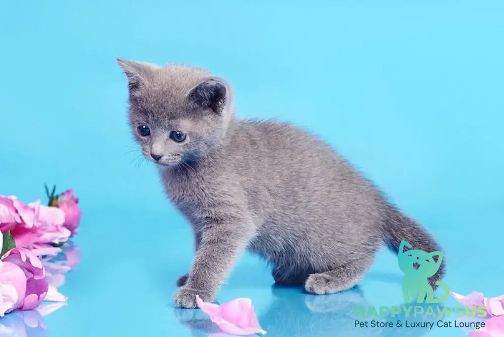 Cion Russian Blue male blue live animals