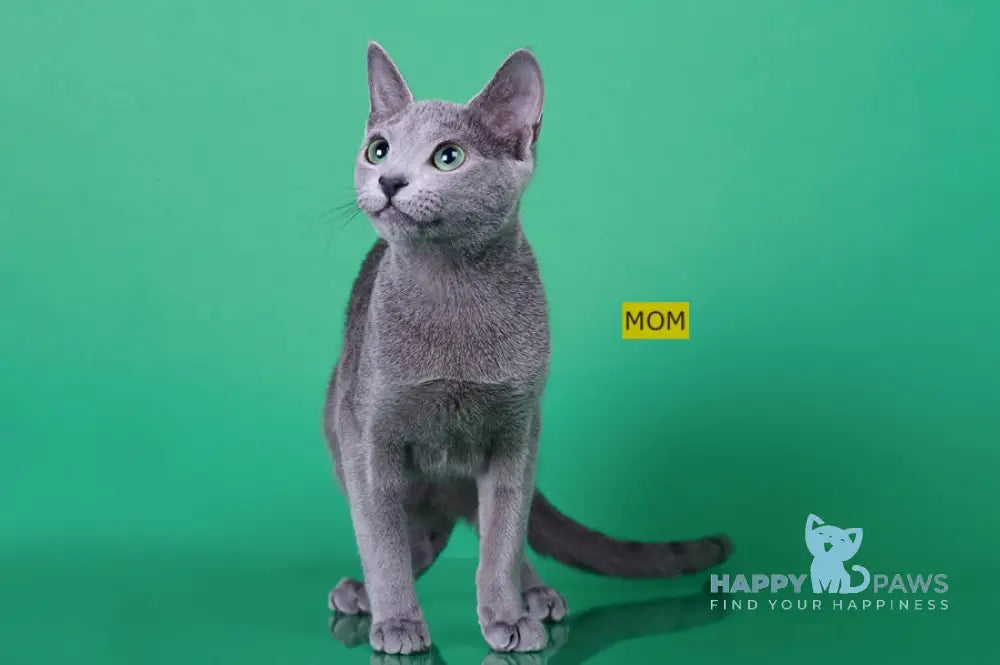 Cion Russian Blue male blue live animals