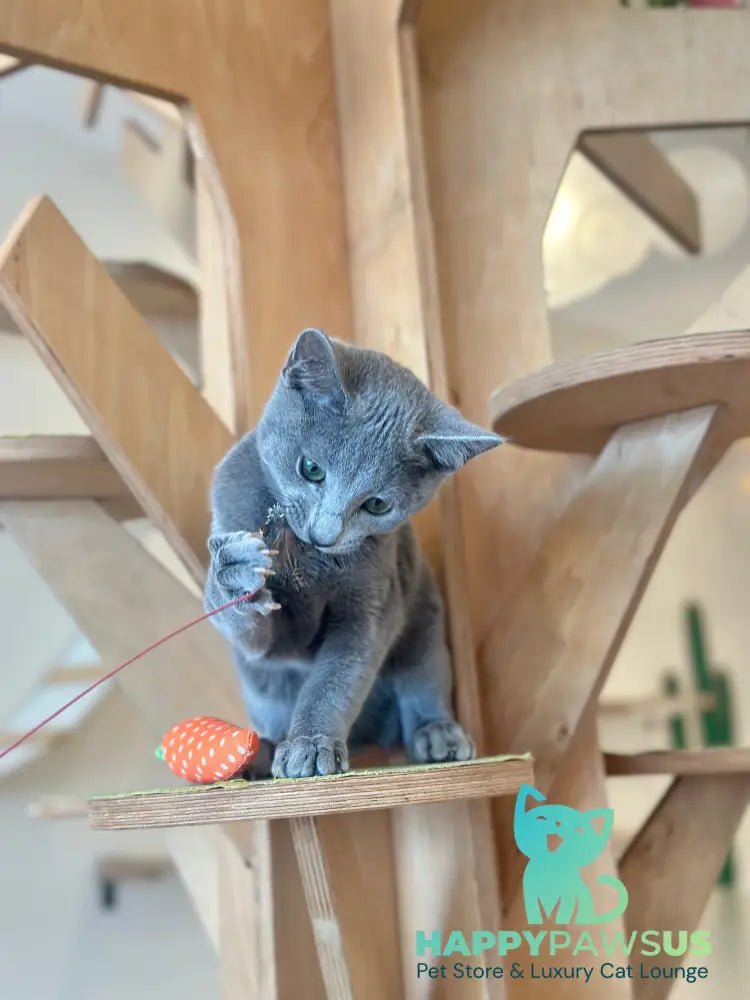 Cion Russian Blue male blue live animals
