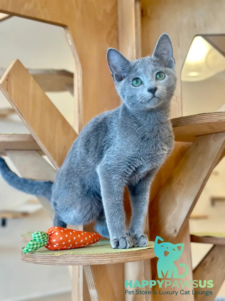 Cion Russian Blue male blue live animals