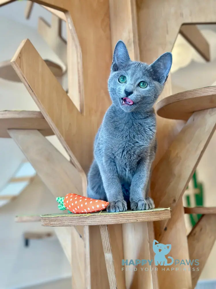 Cion Russian Blue male blue live animals