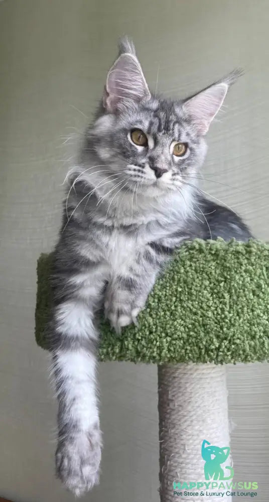 Cirilla Maine Coon female black silver tabby - live animals