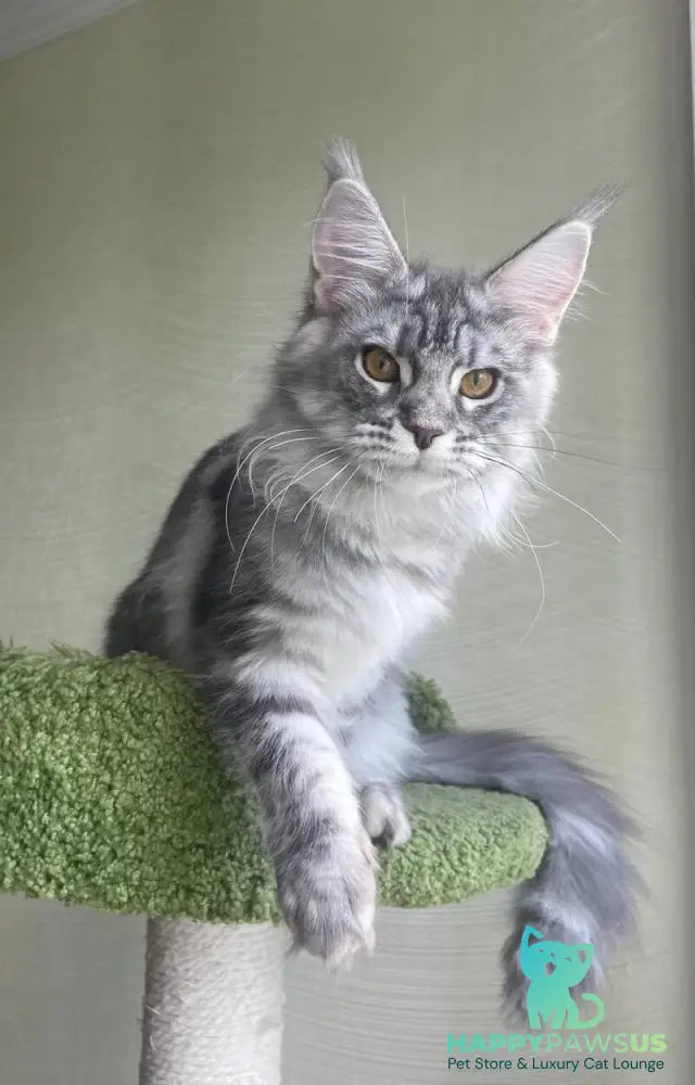 Cirilla Maine Coon female black silver tabby - live animals