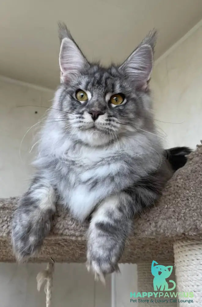 Cirilla Maine Coon female black silver tabby - live animals