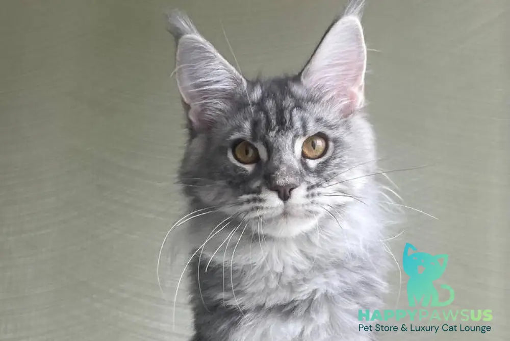 Cirilla Maine Coon female black silver tabby - live animals
