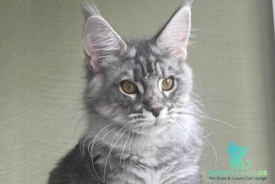 Cirilla Maine Coon female black silver tabby - live animals