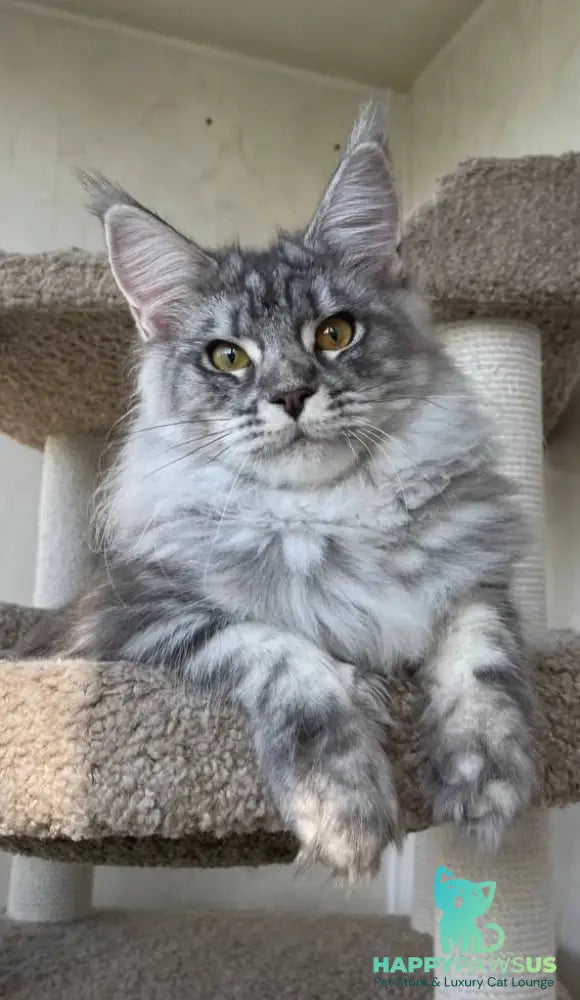 Cirilla Maine Coon female black silver tabby - live animals