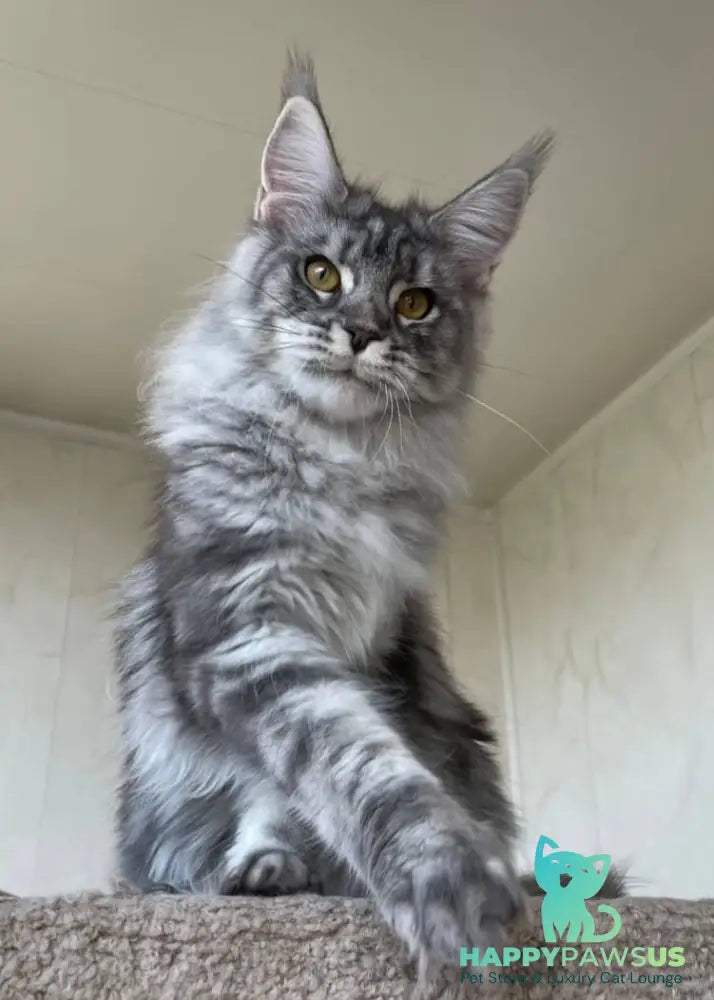 Cirilla Maine Coon female black silver tabby - live animals
