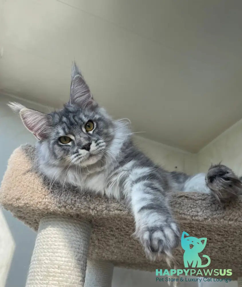 Cirilla Maine Coon female black silver tabby - live animals