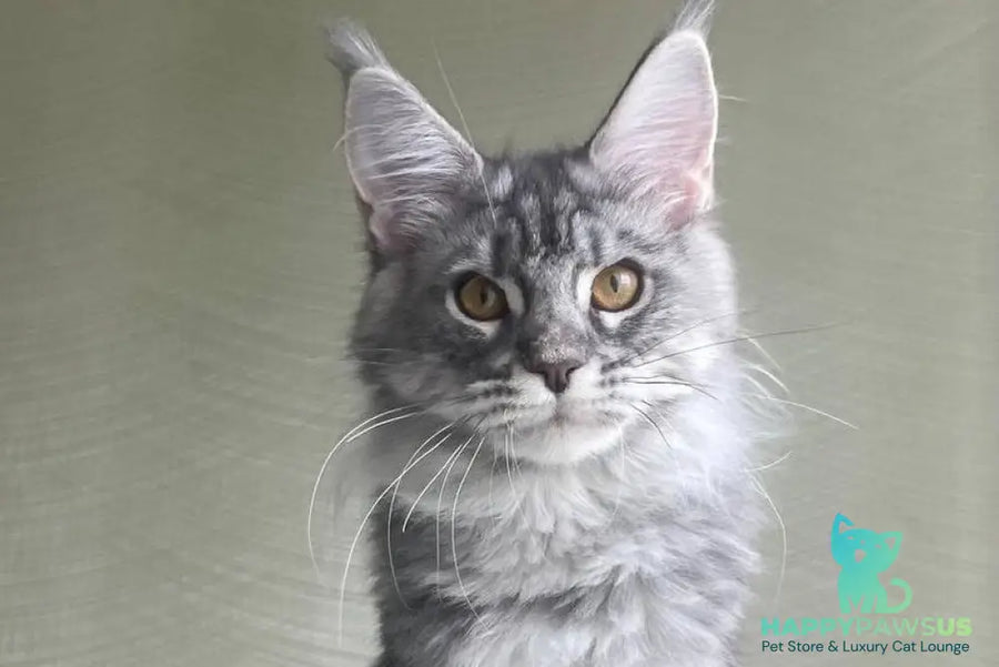 Cirilla Maine Coon female black silver tabby - live animals