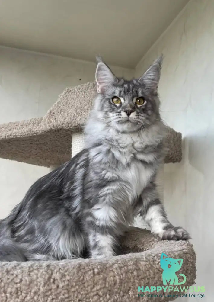 Cirilla Maine Coon female black silver tabby - live animals