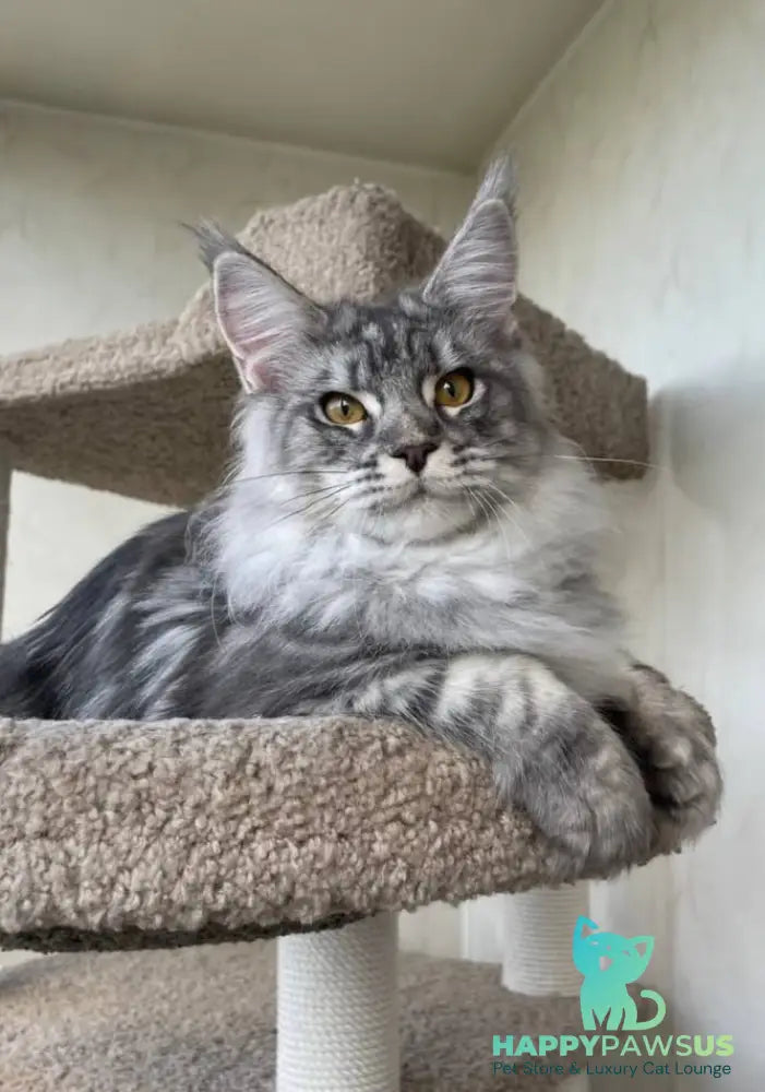 Cirilla Maine Coon female black silver tabby - live animals