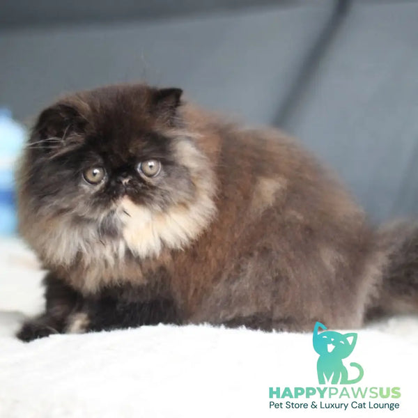 Citadel Persian female black tortie - live animals