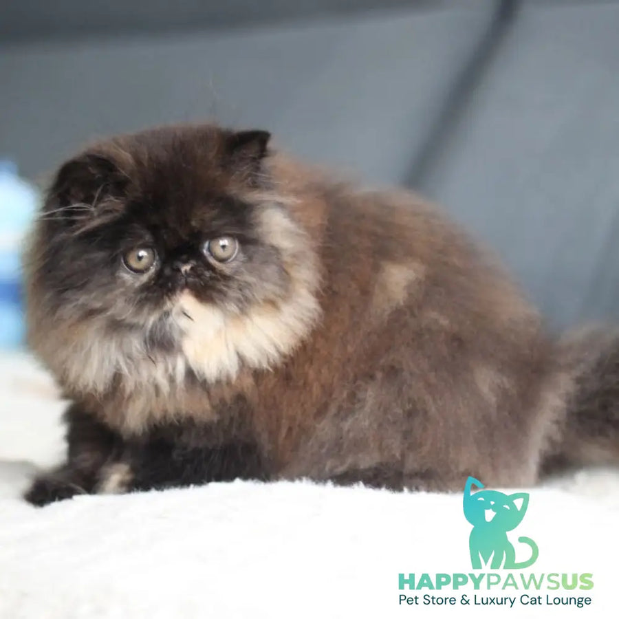 Citadel Persian female black tortie - live animals
