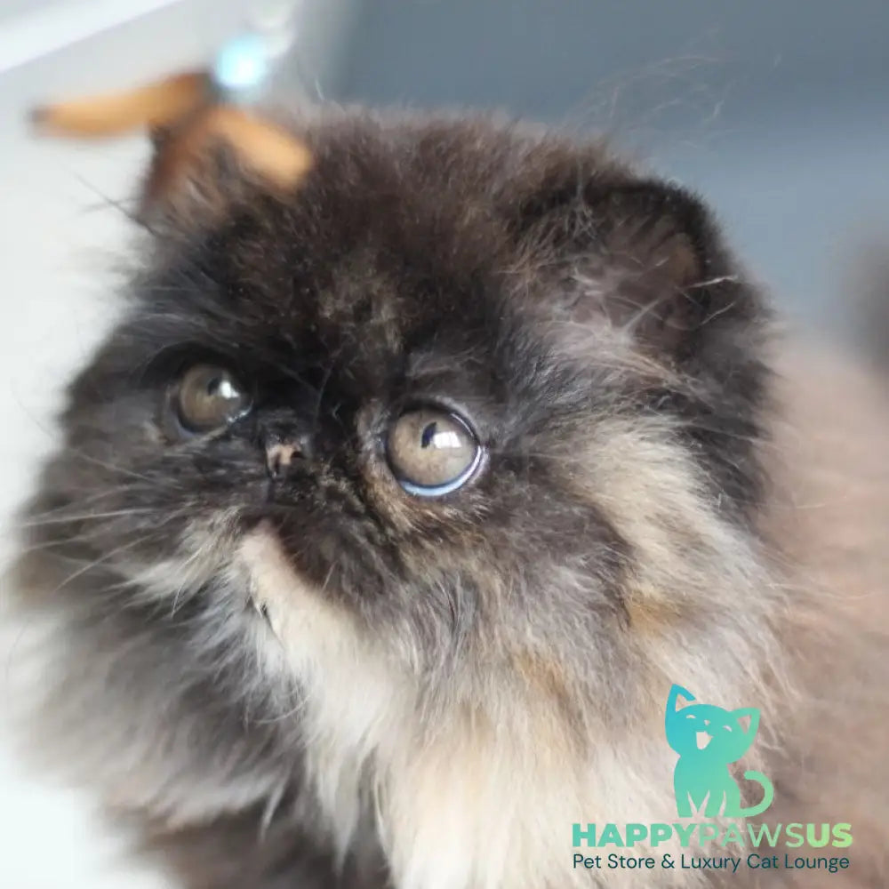 Citadel Persian female black tortie - live animals