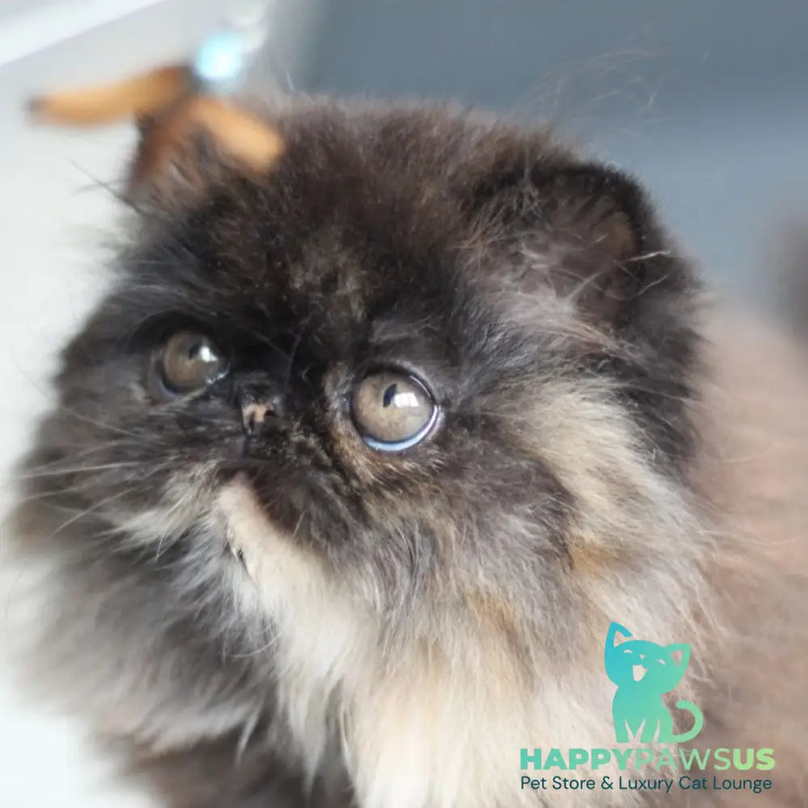 Citadel Persian female black tortie - live animals