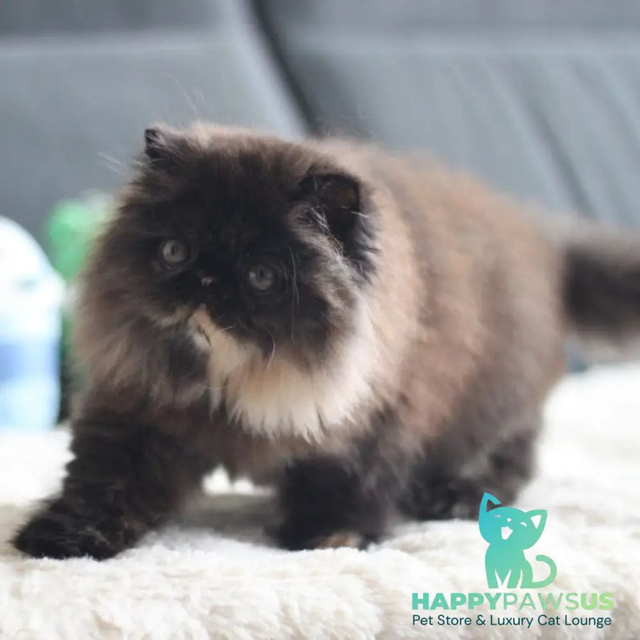 Citadel Persian female black tortie - live animals