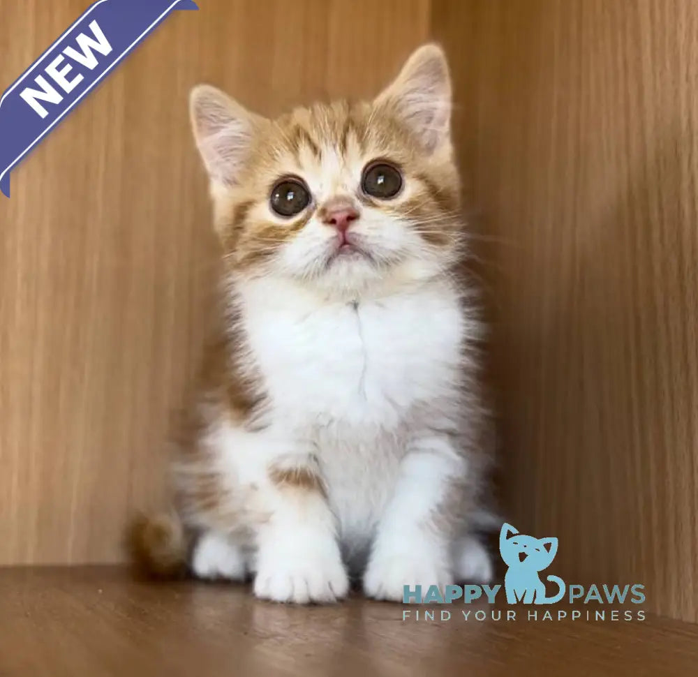 Citrus British Shorthair male red bicolour tabby live animals