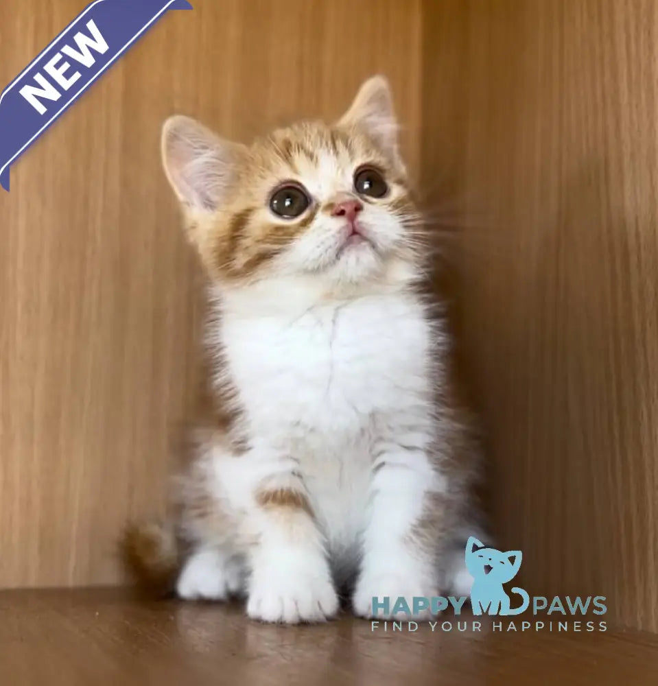 Citrus British Shorthair male red bicolour tabby live animals