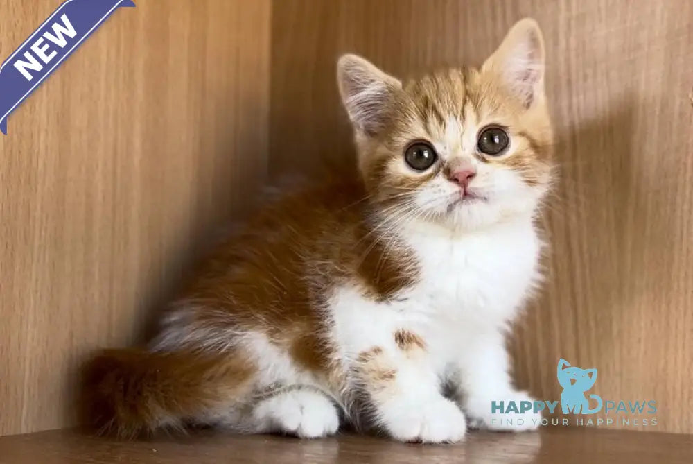 Citrus British Shorthair male red bicolour tabby live animals