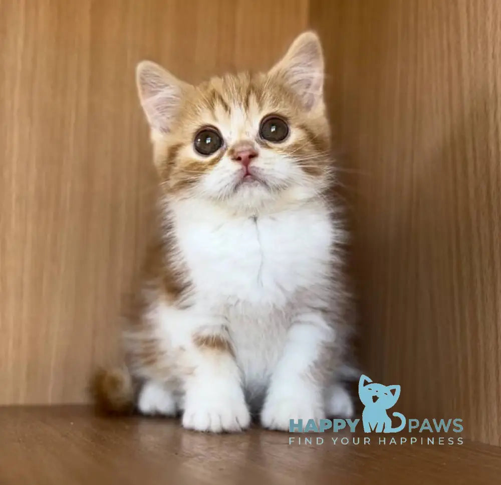 Citrus British Shorthair male red bicolour tabby live animals
