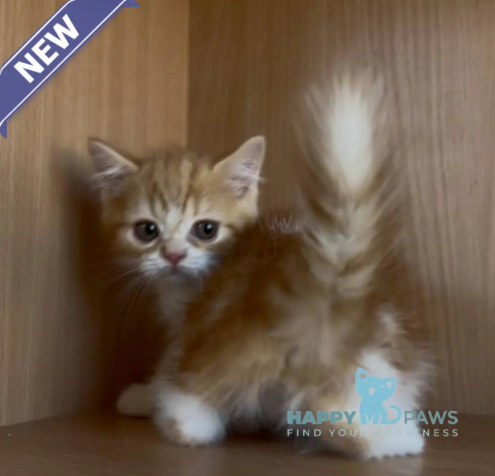 Citrus British Shorthair male red bicolour tabby live animals