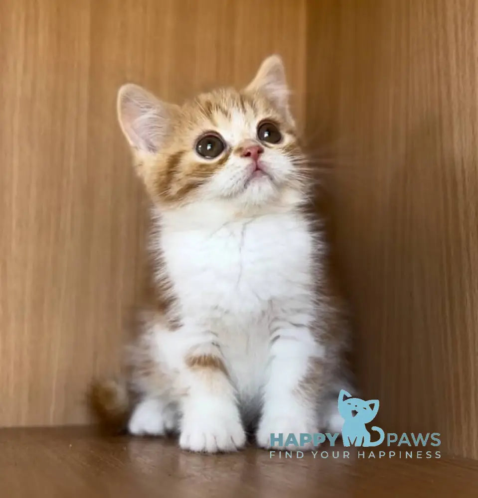 Citrus British Shorthair male red bicolour tabby live animals
