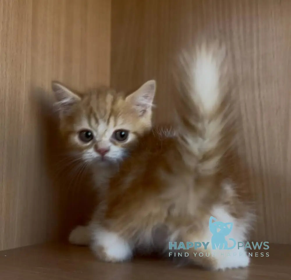 Citrus British Shorthair male red bicolour tabby live animals