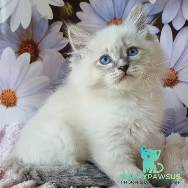 Ciyana Siberian female blue tabby pointed - live animals