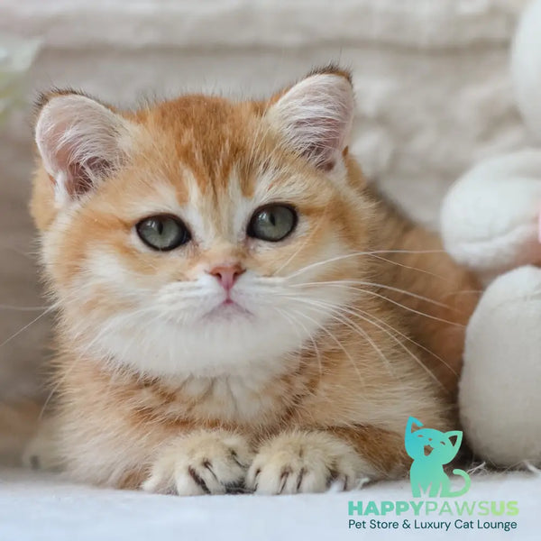 Claire British Shorthair female black golden shaded - live animals