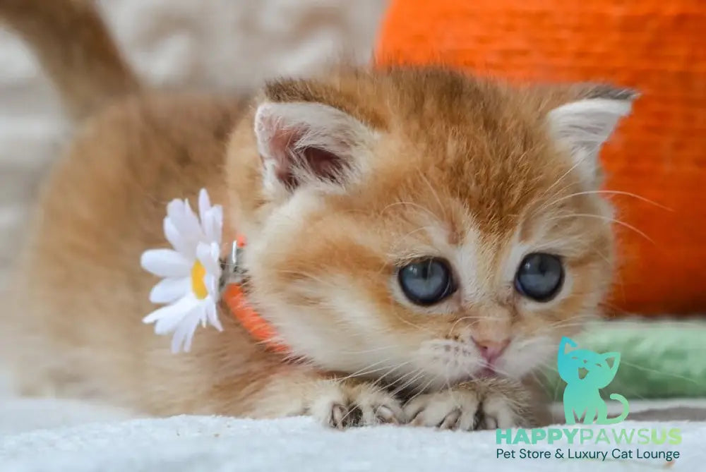 Claire British Shorthair female black golden shaded - live animals