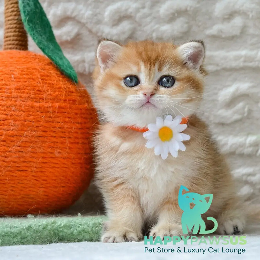 Claire British Shorthair female black golden shaded - live animals
