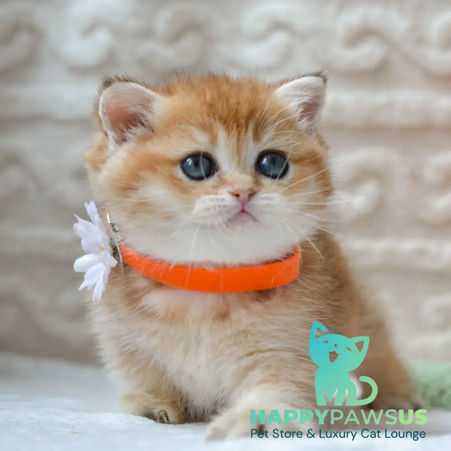 Claire British Shorthair female black golden shaded - live animals