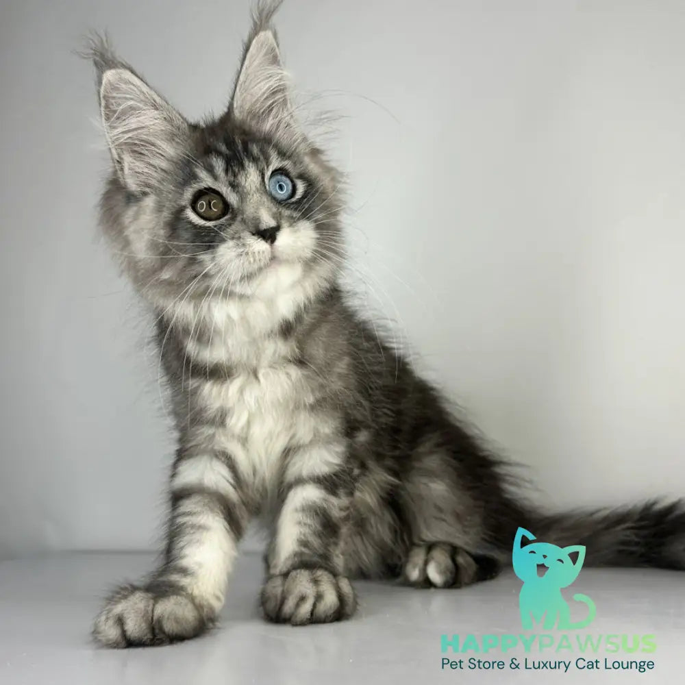 Claire Maine Coon female black silver tabby - live animals