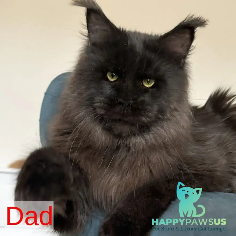 Claire Maine Coon female black silver tabby - live animals