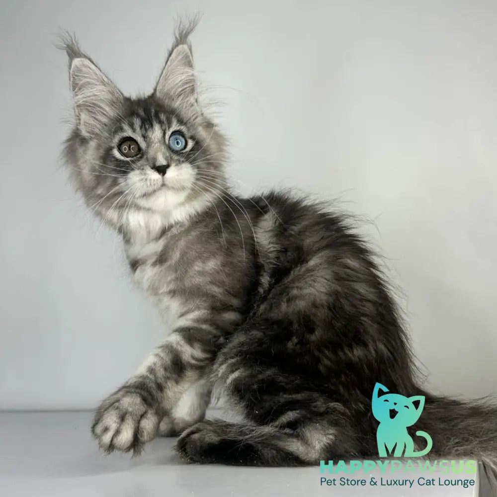 Claire Maine Coon female black silver tabby - live animals