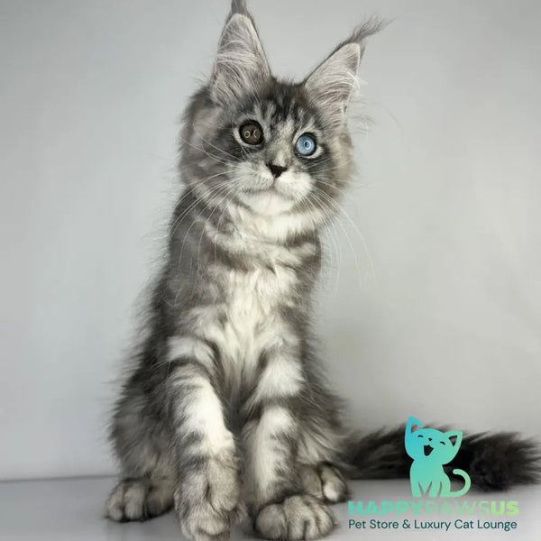 Claire Maine Coon female black silver tabby - live animals