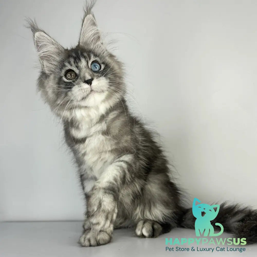 Claire Maine Coon female black silver tabby - live animals