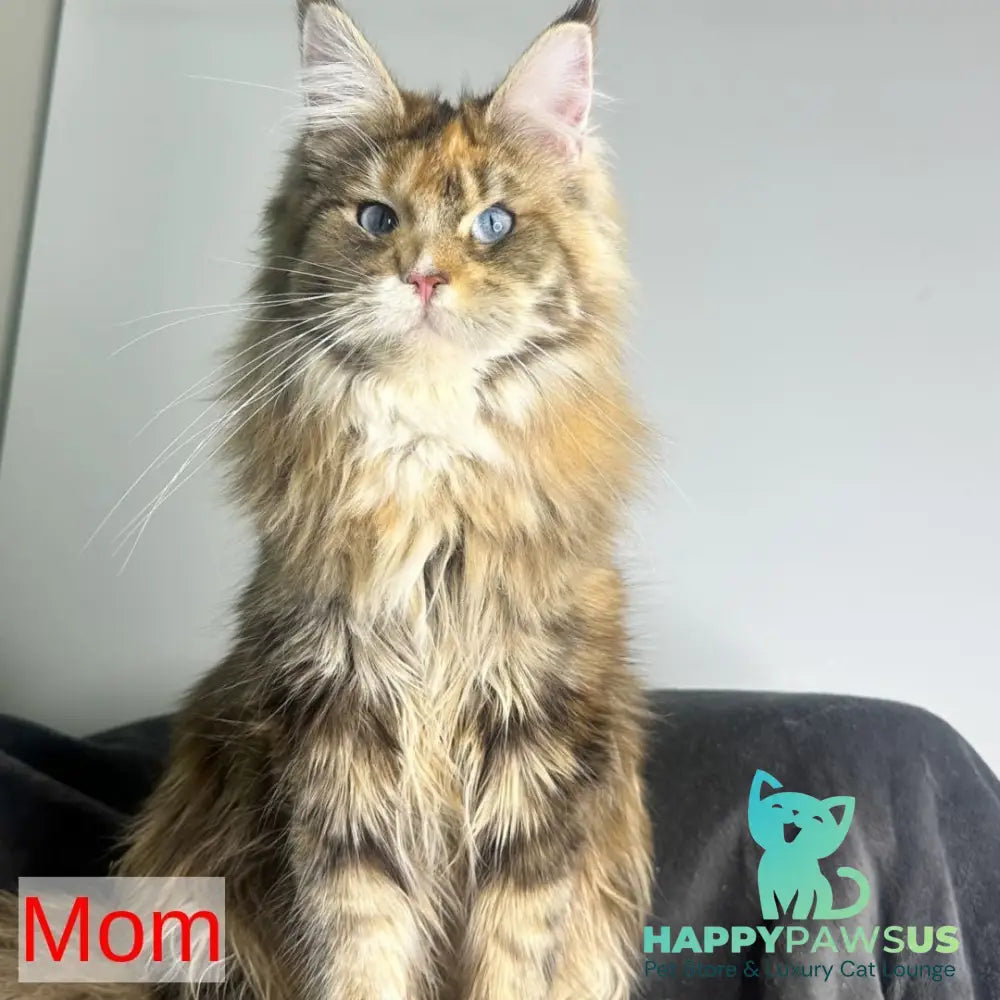 Claire Maine Coon female black silver tabby - live animals