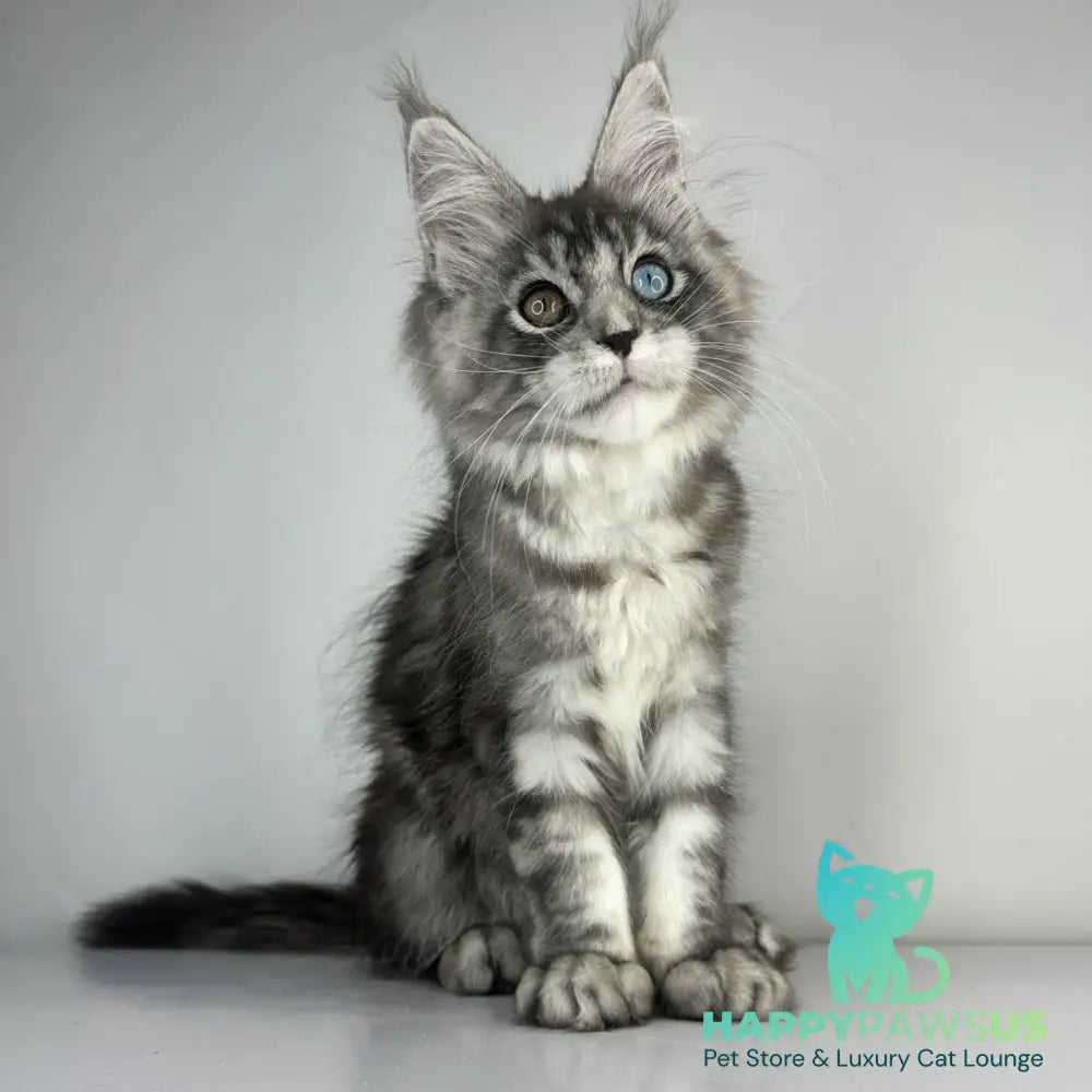 Claire Maine Coon female black silver tabby - live animals