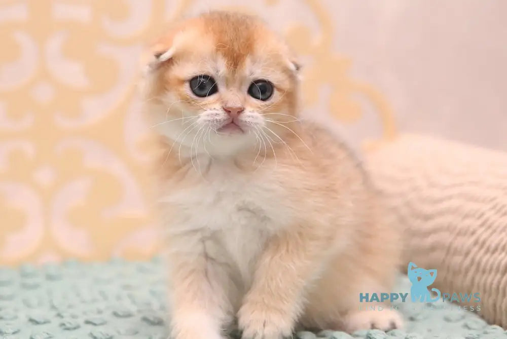 Clarans Scottish Fold female black golden shaded live animals